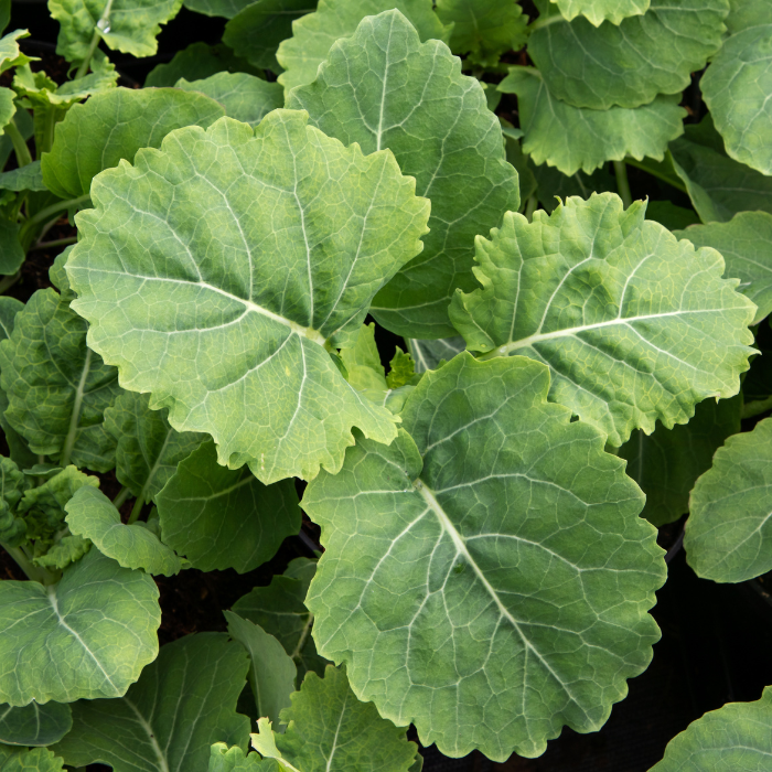 FEUILLAGE BRASSICA oleracea var ramosa Daubenton's Green - LA FORET - Pépinière La Forêt