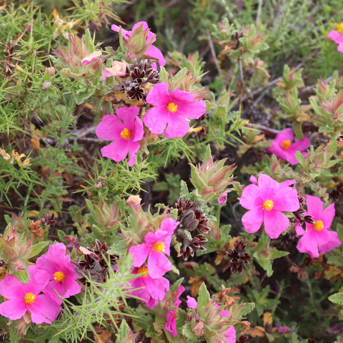 CISTUS ALBIDUS - LA FORET - Pépinière La Forêt