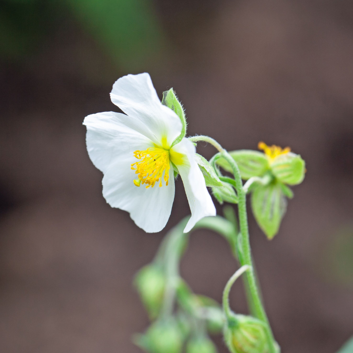 FLEUR - CISTUS LAURIFOLIUS - LA FORET - Pépinière La Forêt