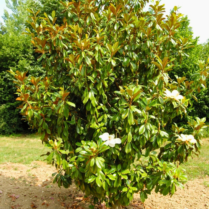 MAGNOLIA grandiflora Le Nantais - LA FORET - Pépinière La Forêt