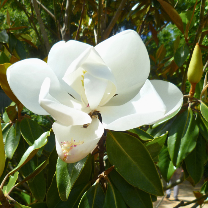 FLEUR MAGNOLIA grandiflora Little Gem - LA FORET - Pépinière La Forêt