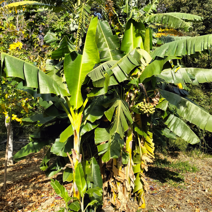 MUSA himalayensis Speciosa  - LA FORET - Pépinière La Forêt