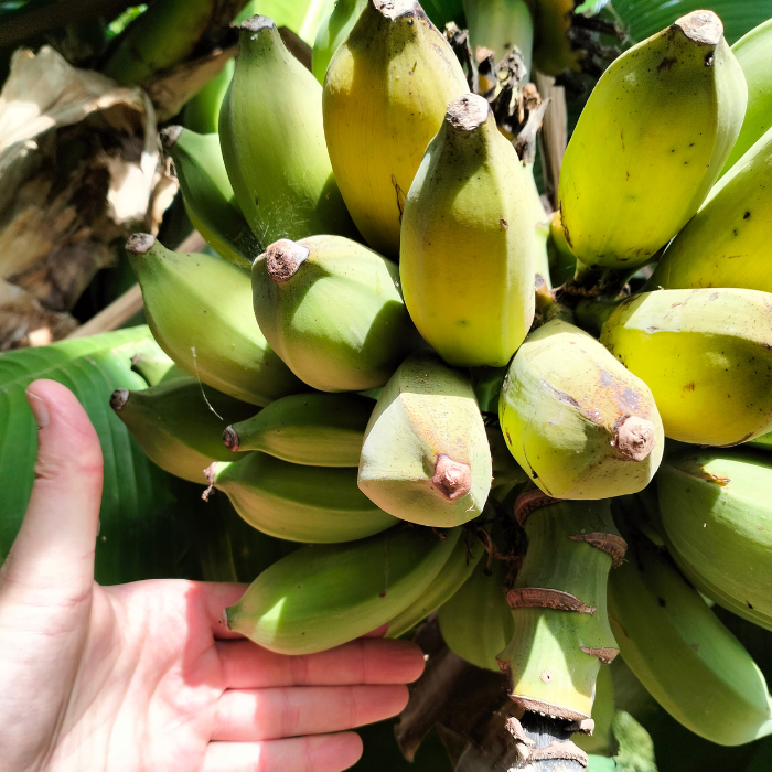 Bunch of bananas - MUSA himalayensis Speciosa - LA FORET - Pépinière La Forêt