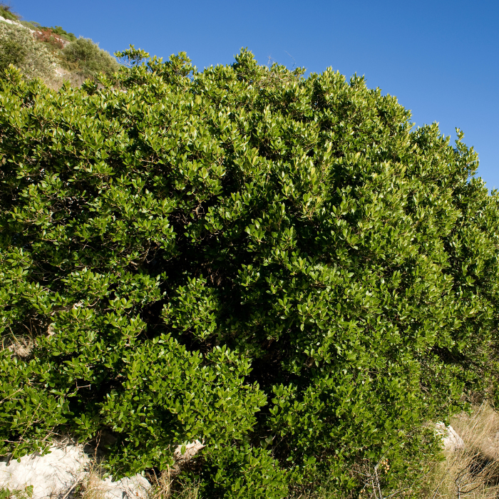 PHILLYREA latifolia - LA FORET - Pépinière La Forêt