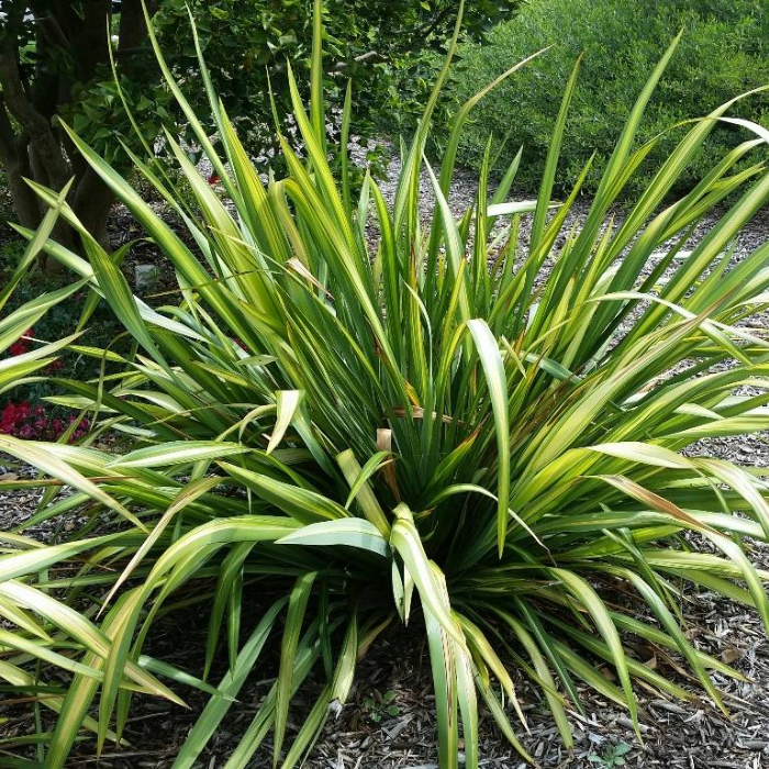 PHORMIUM Yellow Wave - LA FORET - Pépinière La Forêt