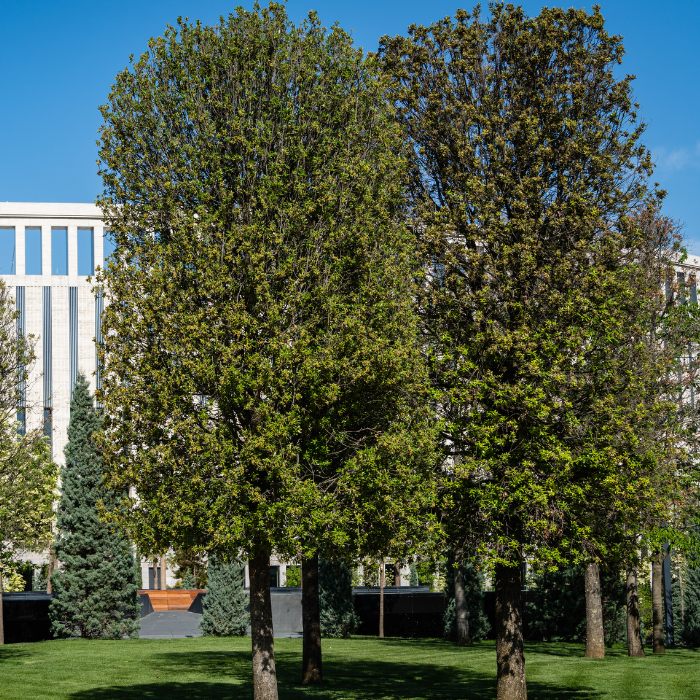 QUERCUS ilex - LA FORET - Pépinière La Forêt