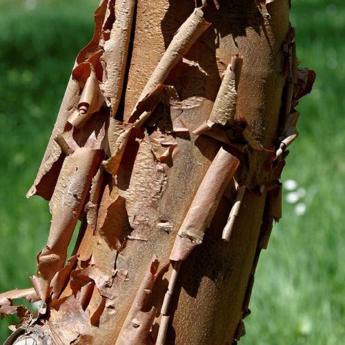 Ecorce - ACER griseum - LA FORET - Pépinière La Forêt