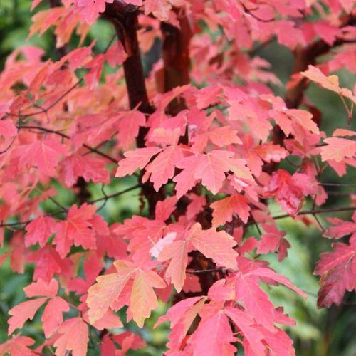 Feuillage - ACER griseum - LA FORET - Pépinière La Forêt