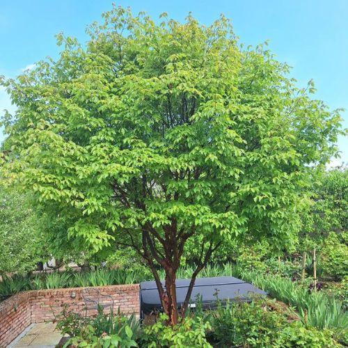 ACER griseum - LA FORET - Pépinière La Forêt