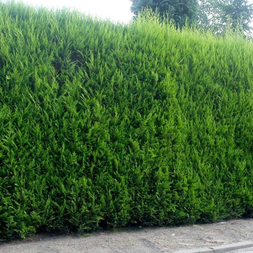 Haie - Cupressocyparis leylandii Greenwall - LA FORET - Pépinière La Forêt