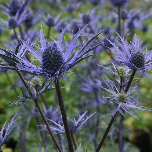 Fleurs - ERYNGIUM Lapis Blue ® - LA FORET - Pépinière La Forêt