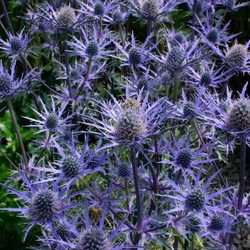 ERYNGIUM Lapis Blue ® - LA FORET - Pépinière La Forêt