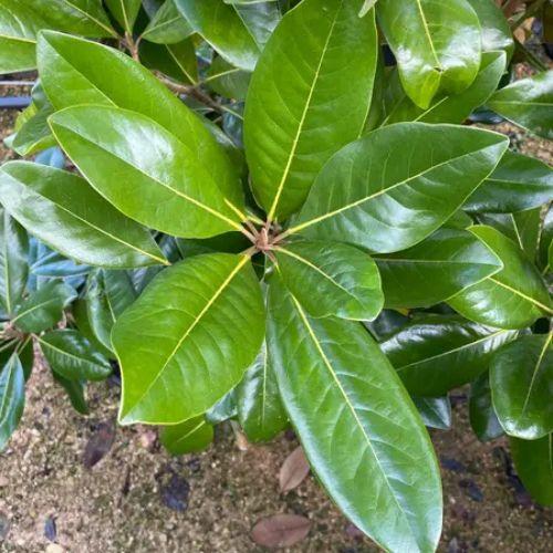 Feuillage - MAGNOLIA grandiflora Maryland - LA FORET - Pépinière La Forêt