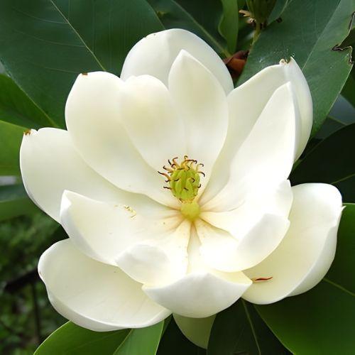 Fleur - MAGNOLIA grandiflora Maryland - LA FORET - Pépinière La Forêt