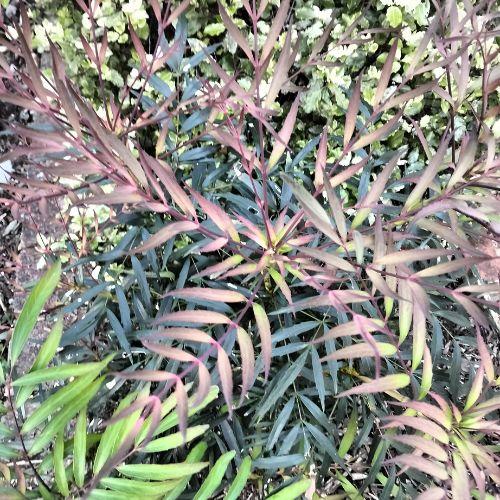 Feuilles - MAHONIA confusa Narihira - LA FORET - Pépinière La Forêt