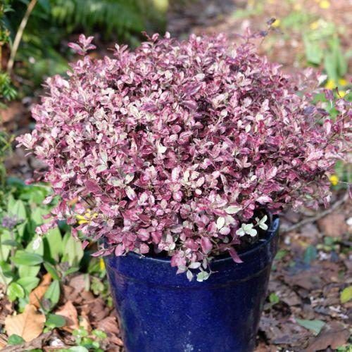 pot - PITTOSPORUM tenuifolium Banno Bay® - LA FORET - Pépinière La Forêt