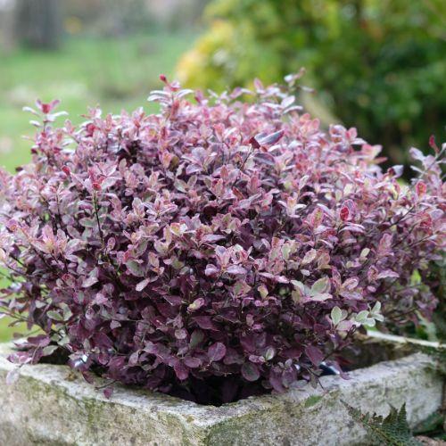 feuillage - PITTOSPORUM tenuifolium Banno Bay® - LA FORET - Pépinière La Forêt