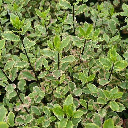 feuillage - PITTOSPORUM tenuifolium Elisabeth - LA FORET - Pépinière La Forêt