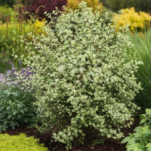 PITTOSPORUM tenuifolium Green Elf - LA FORET - Pépinière La Forêt