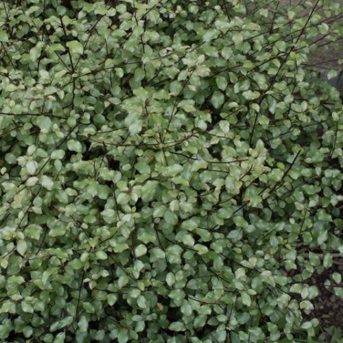 feuillage - PITTOSPORUM tenuifolium Green Elf - LA FORET - Pépinière La Forêt