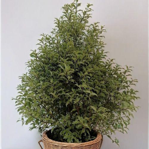 pot - PITTOSPORUM tenuifolium Penmarch - LA FORET - Pépinière La Forêt
