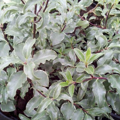 feuilles - PITTOSPORUM tenuifolium Penmarch - LA FORET - Pépinière La Forêt