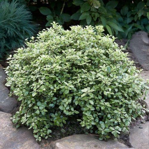 massif -PITTOSPORUM tenuifolium Silver Ball - LA FORET - Pépinière La Forêt