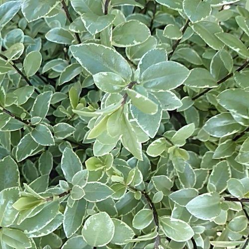 feuillage - PITTOSPORUM tenuifolium Silver Ball - LA FORET - Pépinière La Forêt