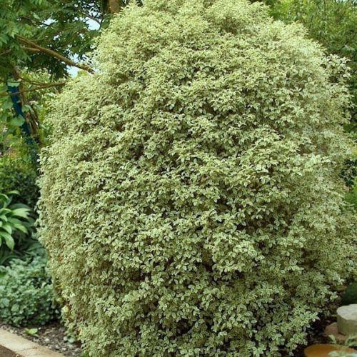 Arbuste - PITTOSPORUM tenuifolium Silver Queen - LA FORET - Pépinière La Forêt