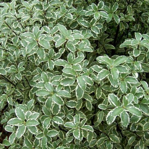 Feuillage - PITTOSPORUM tenuifolium Silver Queen - LA FORET - Pépinière La Forêt
