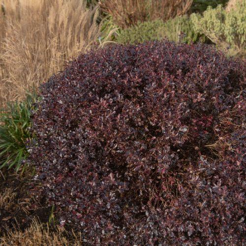 PITTOSPORUM tenuifolium Tom Thumb - LA FORET - Pépinière La Forêt