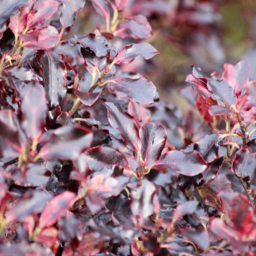feuillage - PITTOSPORUM tenuifolium Tom Thumb - LA FORET - Pépinière La Forêt