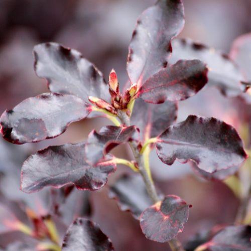 feuille - PITTOSPORUM tenuifolium Tom Thumb - LA FORET - Pépinière La Forêt