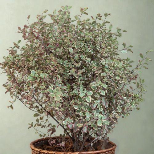 Arbuste en pot - PITTOSPORUM tenuifolium Victoria - LA FORET - Pépinière La Forêt