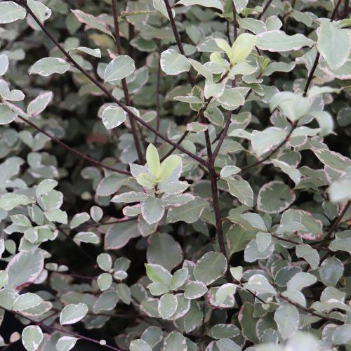 Feuillage - PITTOSPORUM tenuifolium Victoria - LA FORET - Pépinière La Forêt