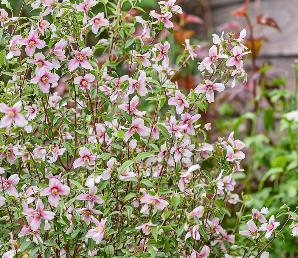 fleurs - PHILADELPHUS coronarius Petite Perfume Pink®- LA FORET - Pépinière La Forêt