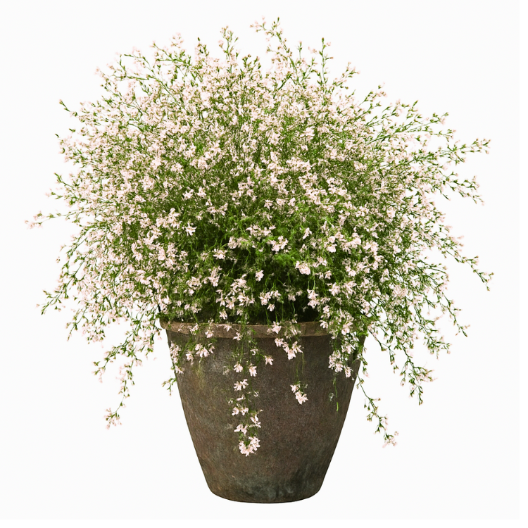 pot - PHILADELPHUS coronarius Petite Perfume Pink®- LA FORET - Pépinière La Forêt