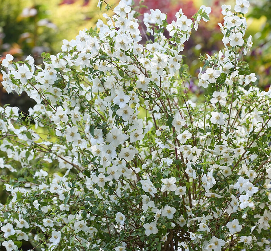 fleurs - PHILADELPHUS coronarius Petite Perfume White® - LA FORET - Pépinière La Forêt