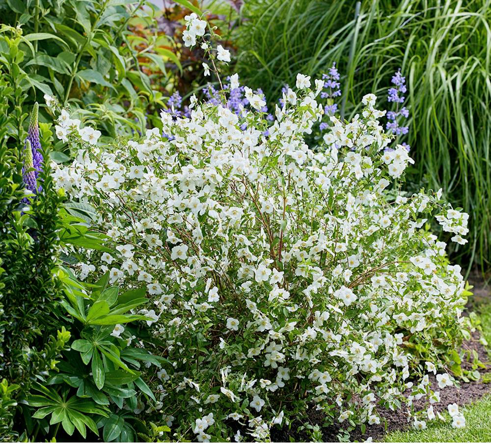 PHILADELPHUS coronarius Petite Perfume White® - LA FORET - Pépinière La Forêt