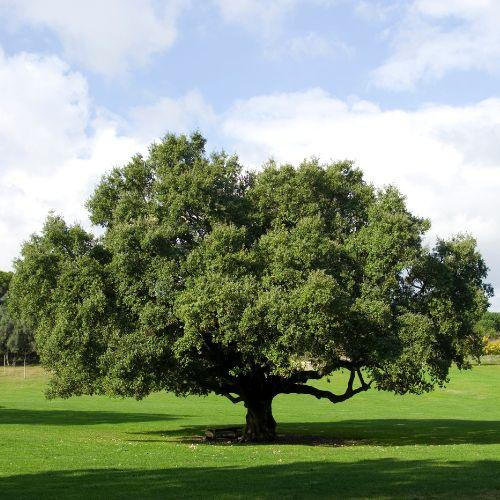 arbre - QUERCUS suber - LA FORET - Pépinière La Forêt