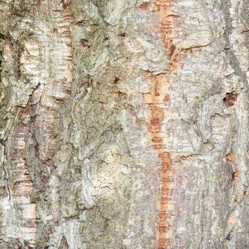 écorce - arbre - QUERCUS suber - LA FORET - Pépinière La Forêt