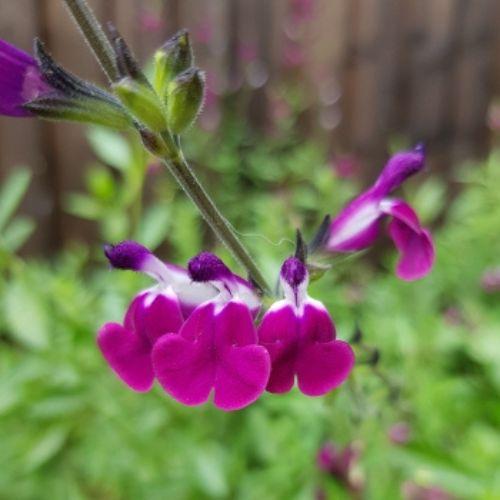 Fleurs - SALVIA x Amethyst Lips ® - LA FORET - Pépinière La Forêt