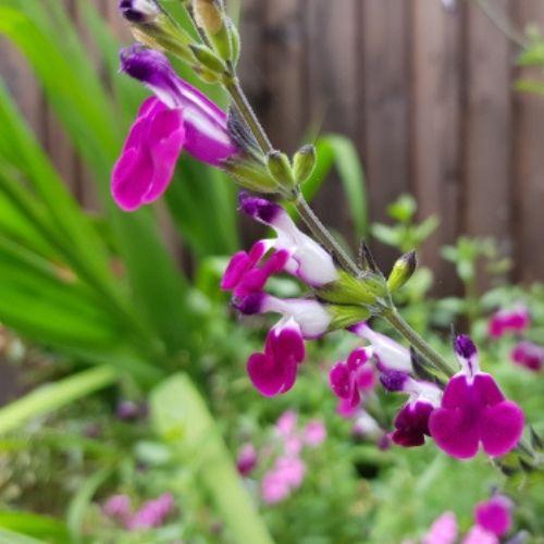 Floraison - SALVIA x Amethyst Lips ® - LA FORET - Pépinière La Forêt