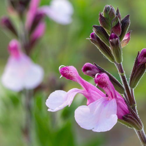 Fleur - SALVIA x Joy - LA FORET - Pépinière La Forêt