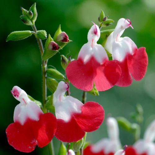 Fleurs - SALVIA x Little C® - LA FORET - Pépinière La Forêt