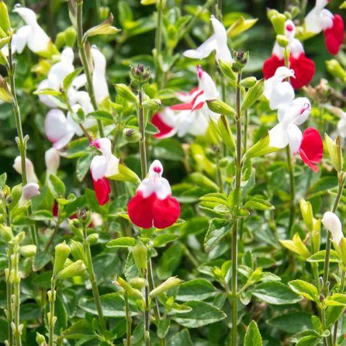 Floraison - SALVIA x Little C® - LA FORET - Pépinière La Forêt