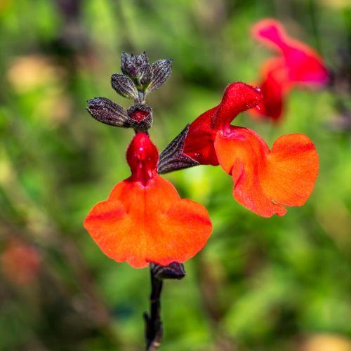 Fleur - SALVIA x Royal Bumble - LA FORET - Pépinière La Forêt