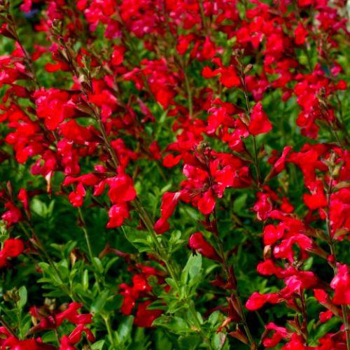 SALVIA x Royal Bumble - LA FORET - Pépinière La Forêt