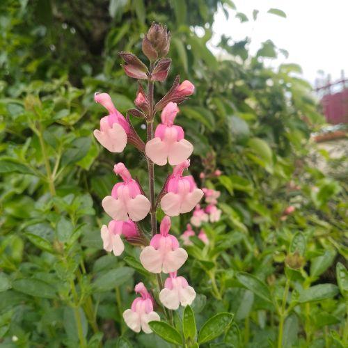 Floraison - SALVIA x Shell Dancer - LA FORET - Pépinière La Forêt