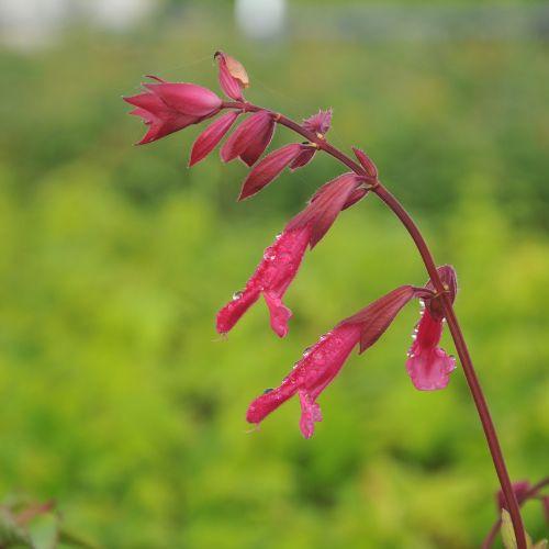 Fleurs - SALVIA Wendy's Wish ® - LA FORET - Pépinière La Forêt